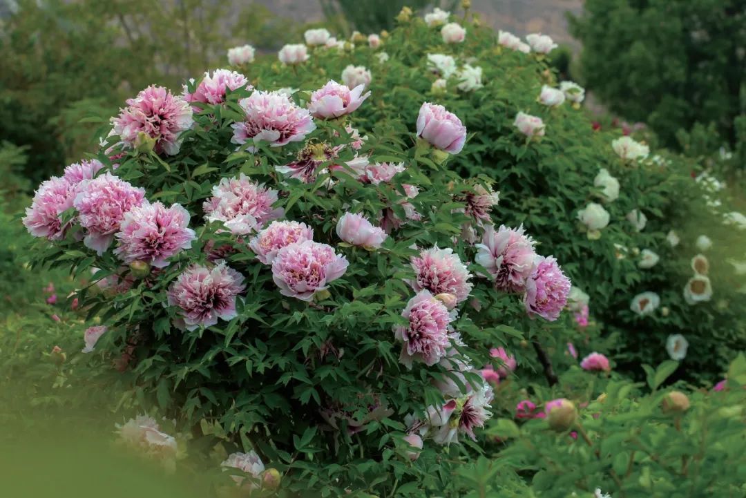 爱了!爱了!这一幅临洮紫斑牡丹画卷,果断收藏(九)