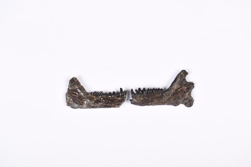 走进这座黄河臂弯里的博物馆,遇见三件"镇馆之宝"——距今4500多万年