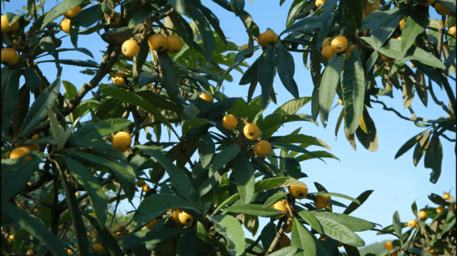 层层纷飞的翠叶间陆续进入成熟期这两天,洞庭东山,西山的枇杷清甜滋味
