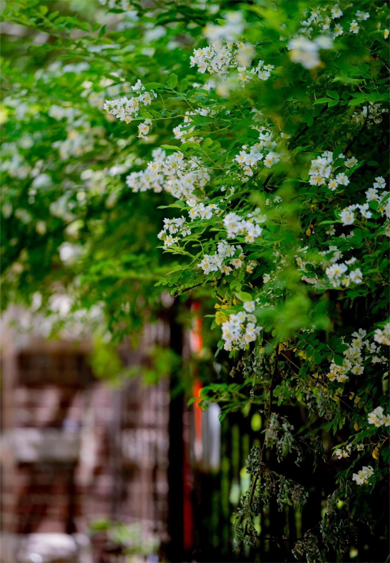 经山历海看日照|繁花似锦 忽见夏天