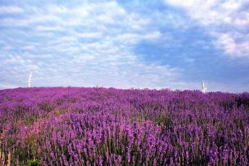 潍坊临朐 | 5月17日-19日,坐标"薰衣草小镇"!