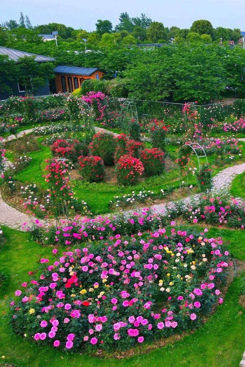 同心花海请看——枝江多个景区推出了优惠活动为了欢迎广大游客即将到