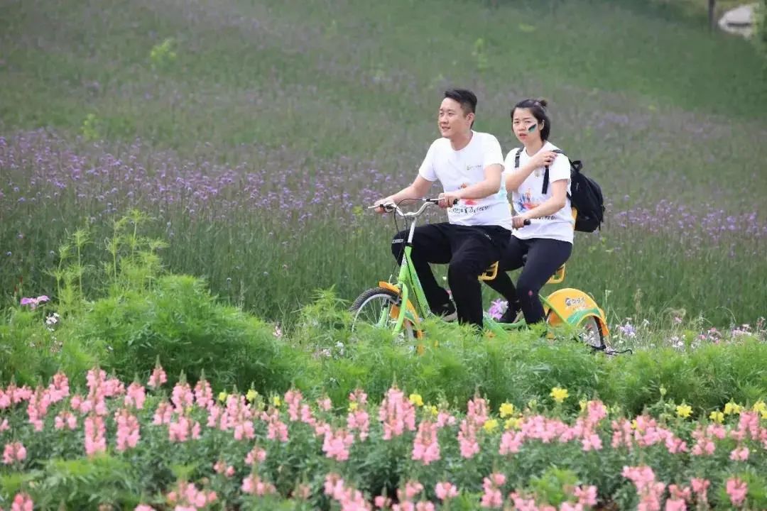 同心花海请看