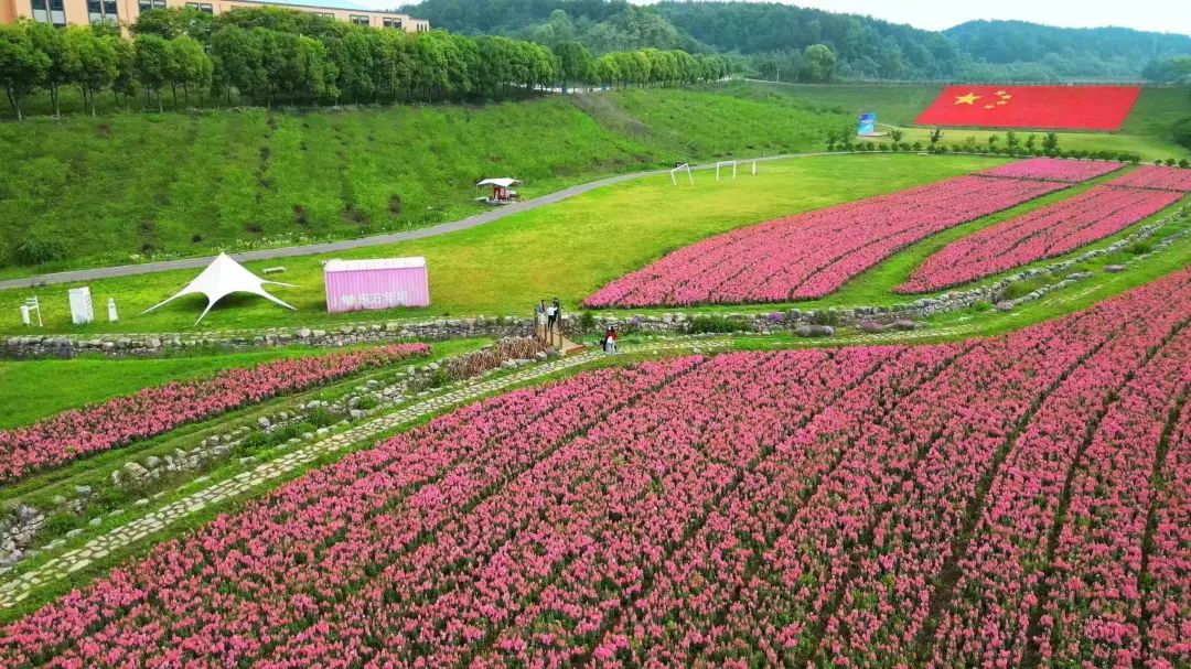 同心花海请看
