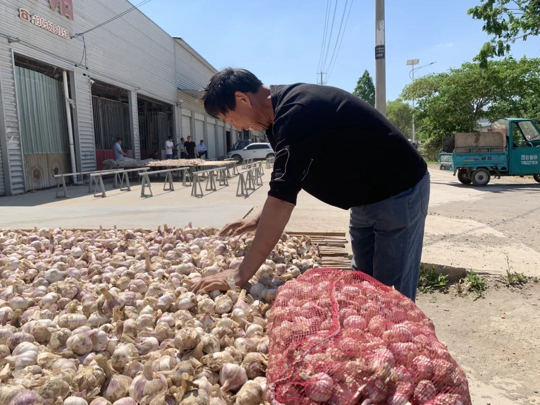 张单村最新订购的一批大蒜晾晒架制作完成,村干部正在向蒜农讲解新型