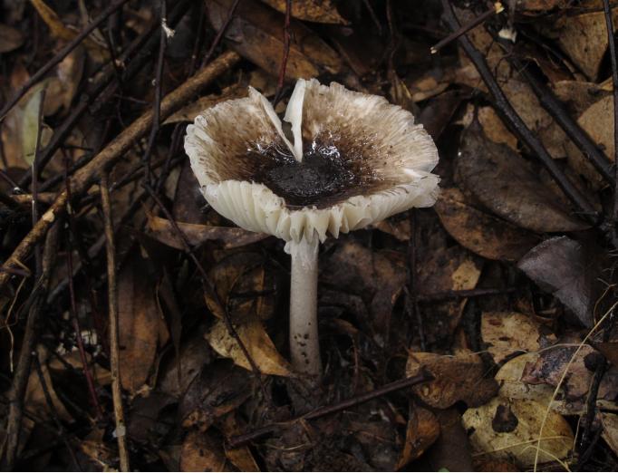 厦门人不要买!不要吃!紧急提醒!