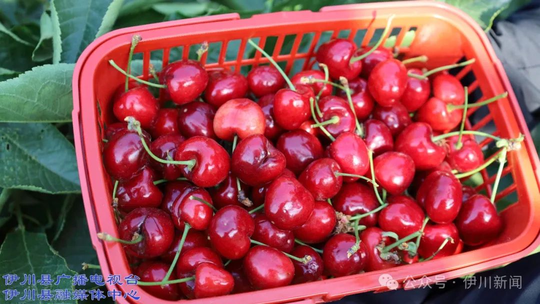 【融媒助农】伊川水寨:红樱桃富了俺生活