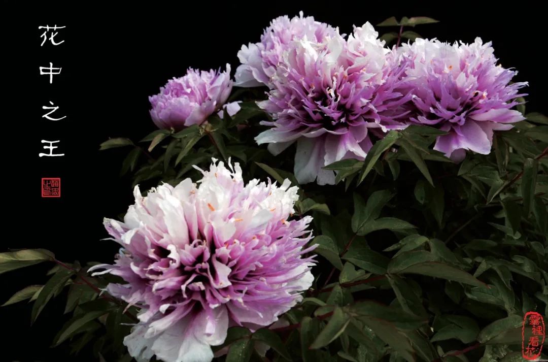 爱了!爱了!这一幅临洮紫斑牡丹画卷,果断收藏(十)