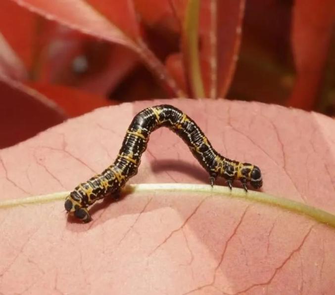 防治建议:黄杨绢野螟是鳞翅目螟蛾科害虫,以幼虫大量取食瓜子黄杨