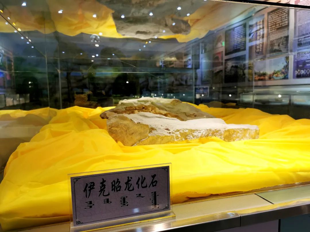 第一站我们走进了坐落于鄂托克旗乌兰镇的鄂托克旗综合地质博物馆