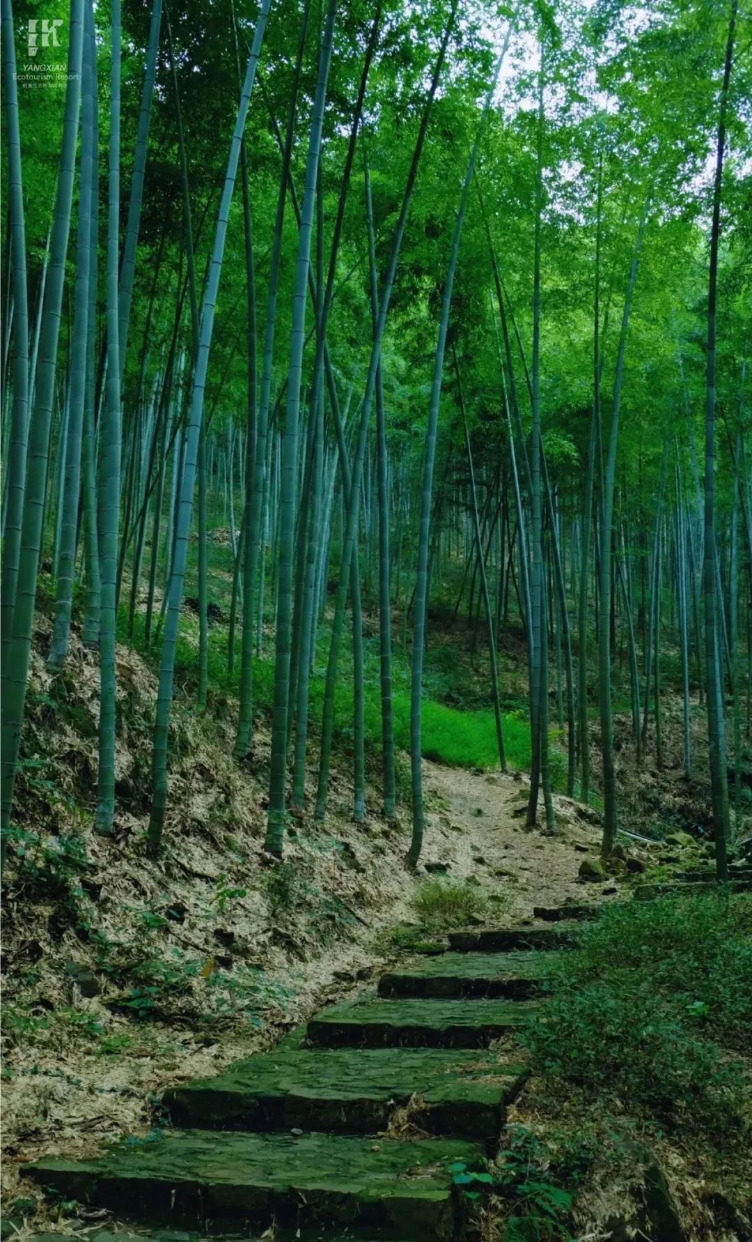 来源/宜兴竹海风景区微信公众号微风渡暖意,悠然初夏时五月鸣稠,花开