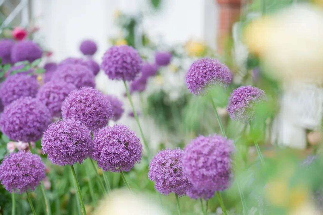 月季,大花飞燕,铁线莲……各种花卉争奇斗艳,仿佛闯入了爱丽丝梦游