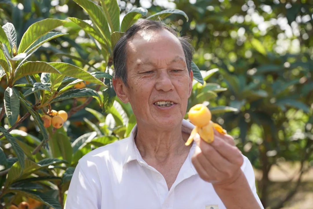 五月中下旬,青浦区重固镇新联村有一户枇杷园吸引了许多食客慕名而来.