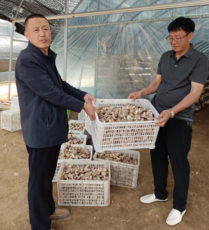 唐建军的香菇种植基地常年用工在40余人,工人全部来自本村.