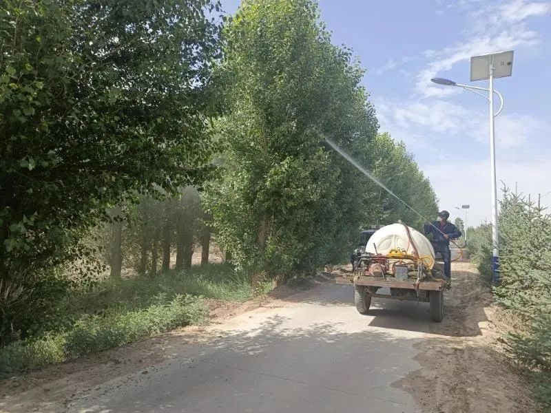 永昌县朱王堡镇:加强林木病虫害防治 守护绿色生态防线