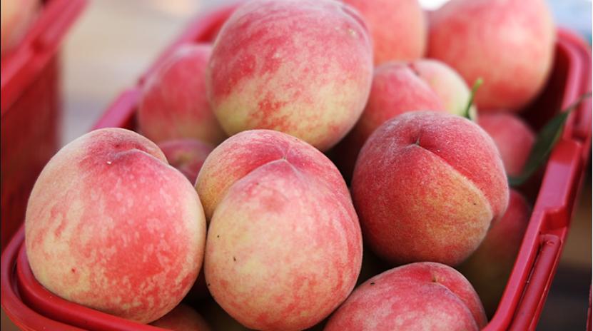 水灵灵的蜜桃挂在枝头又到桃子成熟时