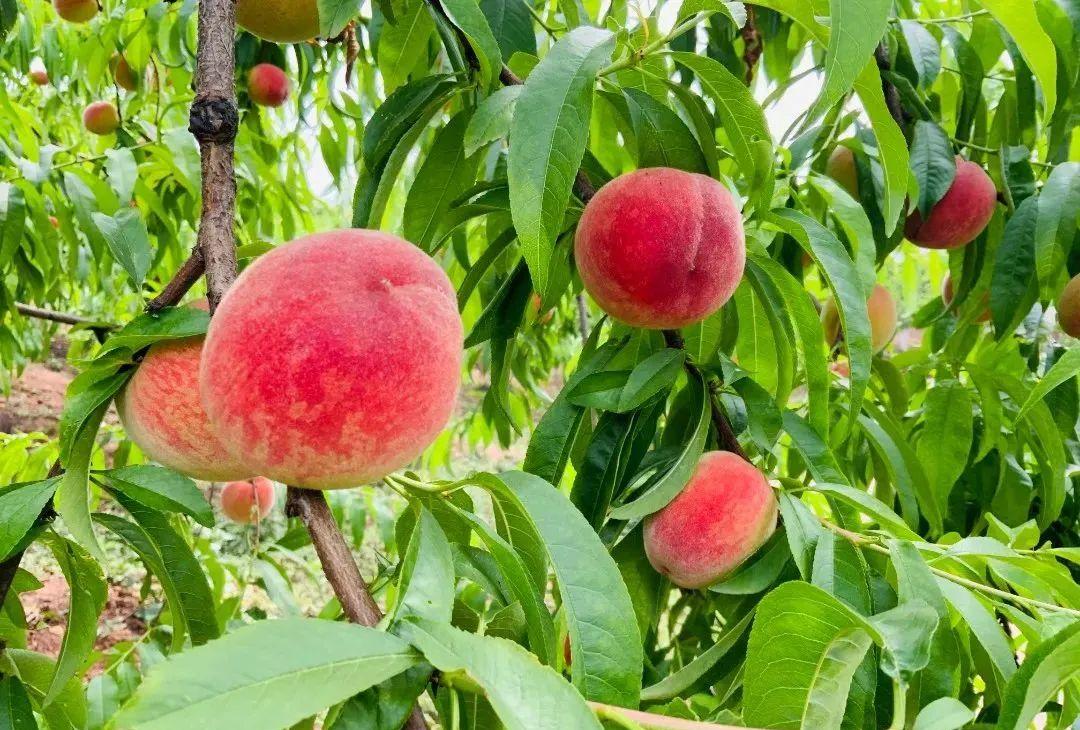 "桃"醉初夏!隆昌这里的桃子等你摘