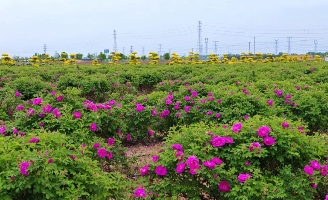 潍坊滨海区:"一地生多金" ,美了环境富了民