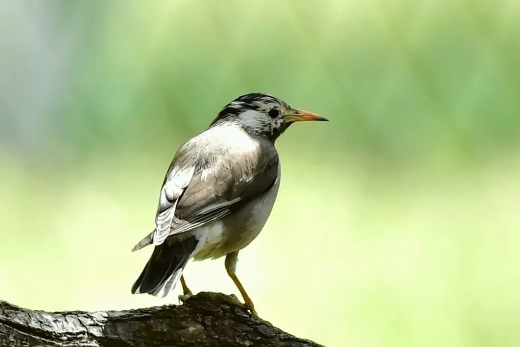 邯郸赏鸟地图来了!