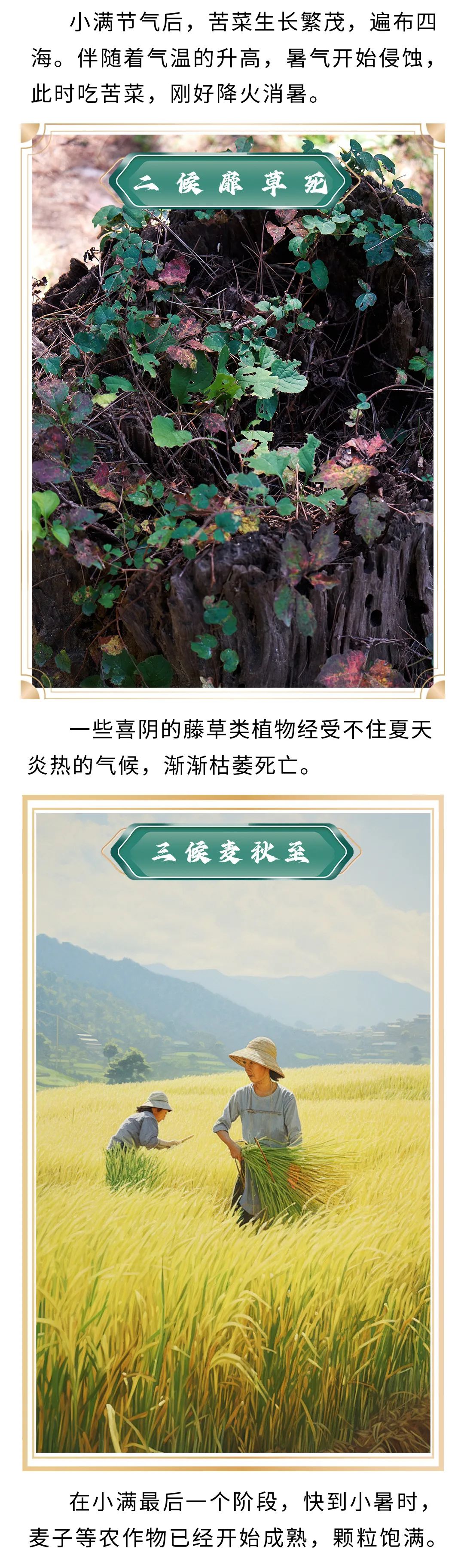 二十四节气丨今日小满 小得盈满_澎湃号·政务_澎湃新闻-The Paper