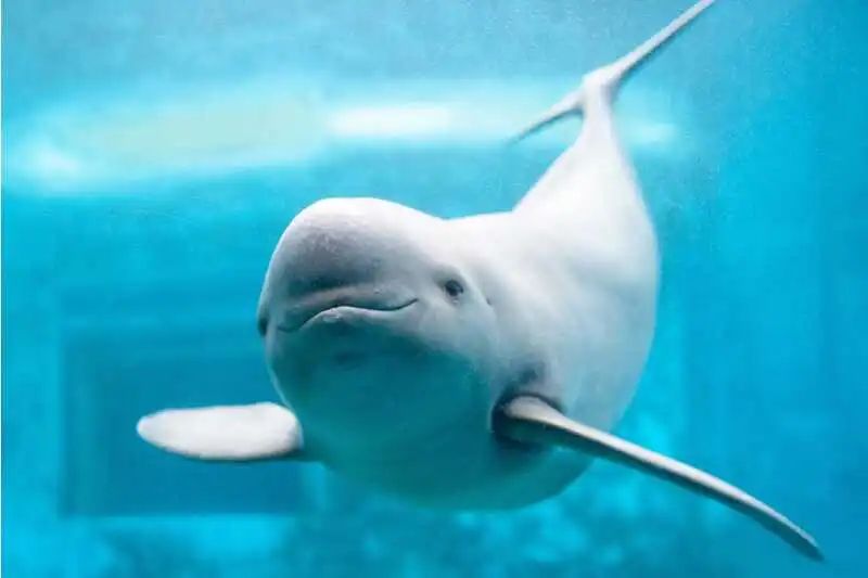 今日小满|67红了樱桃,绿了芭蕉,一切都刚刚好