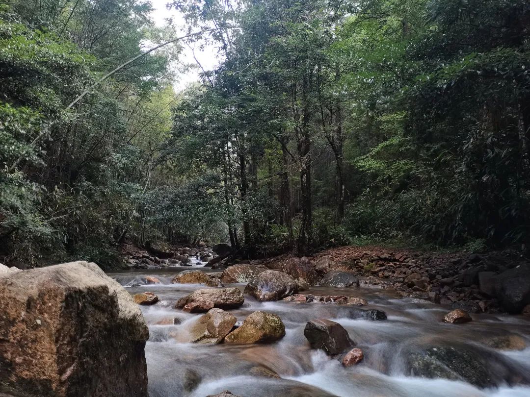 遂昌九龙山发现鱼类新物种"吴越拟鲿"