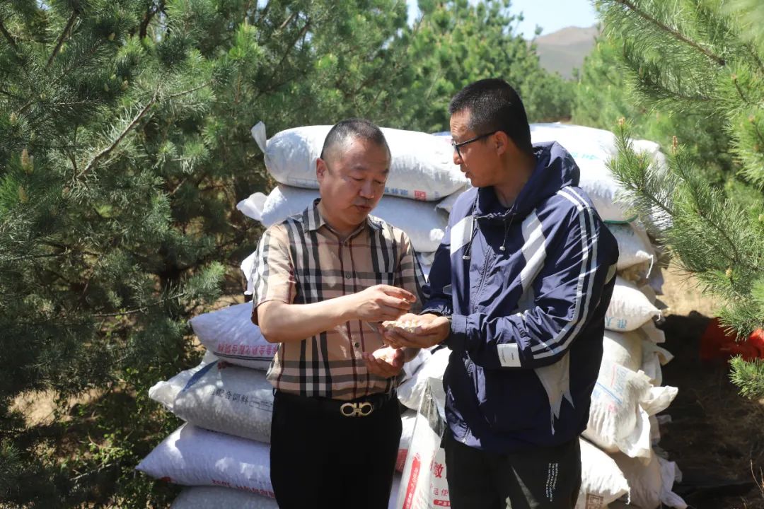 林下种药巧生"金"