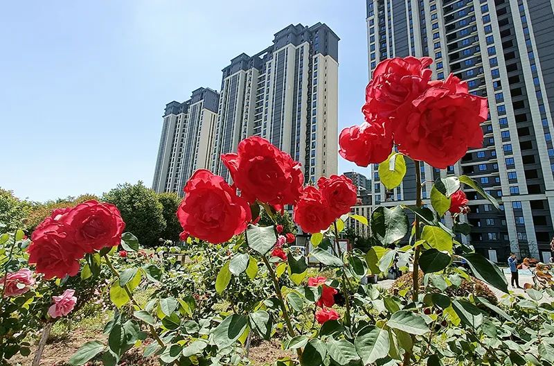 逛22园22子22喽22