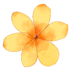 正逢花期的金鸡菊,太美丽据悉,美人蕉赏景区面积约有3100平方米,共有