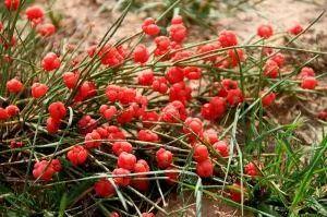 麻黄草的危害麻黄草的全草及种子有毒,人大量服用后会导致中枢兴奋