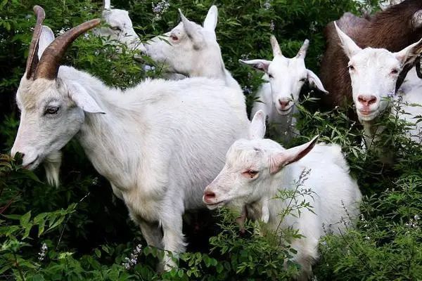 【河源"枫"景】羊吃树苗引矛盾 东源法院"诉前调解 司法确认"解纠纷