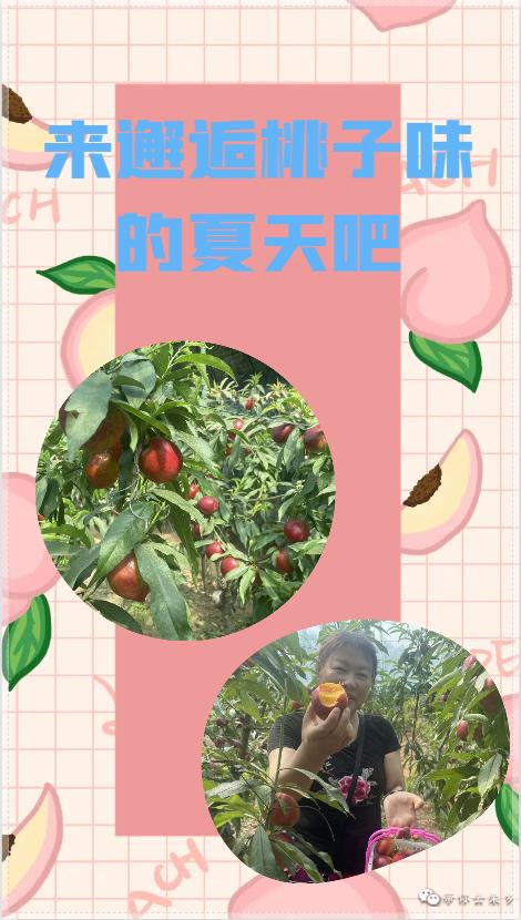 走进兴城镇大黑汀村赵全中的鲜桃采摘园,浓郁的桃香扑鼻而来,一颗颗