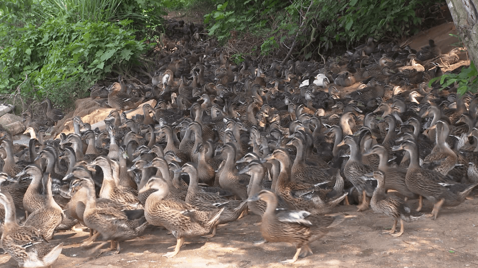 记者来到位于海陵麻礼村的一间养殖场看到,场内4000多只的小水鸭体态