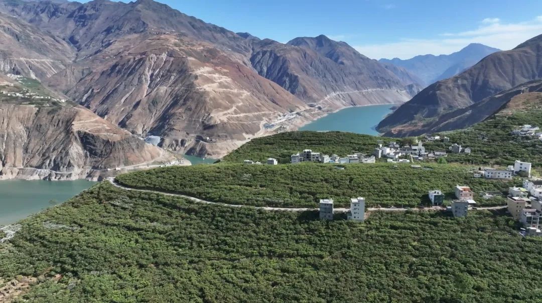 乌蒙金沙 佳果天成!云南永善谱写枇杷产业发展新篇章