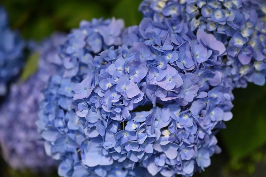 丁香空集结雨中愁全诗_丁香花结雨中愁的意思_青鸟不传云外信丁香空结雨中愁诗意