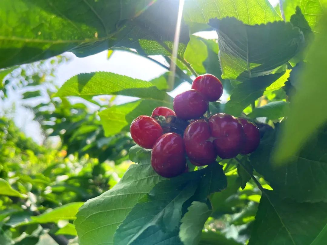 叫人垂涎欲滴鲜嫩圆润的果实颇有"一树樱桃带雨红"的美妙意境娇羞地