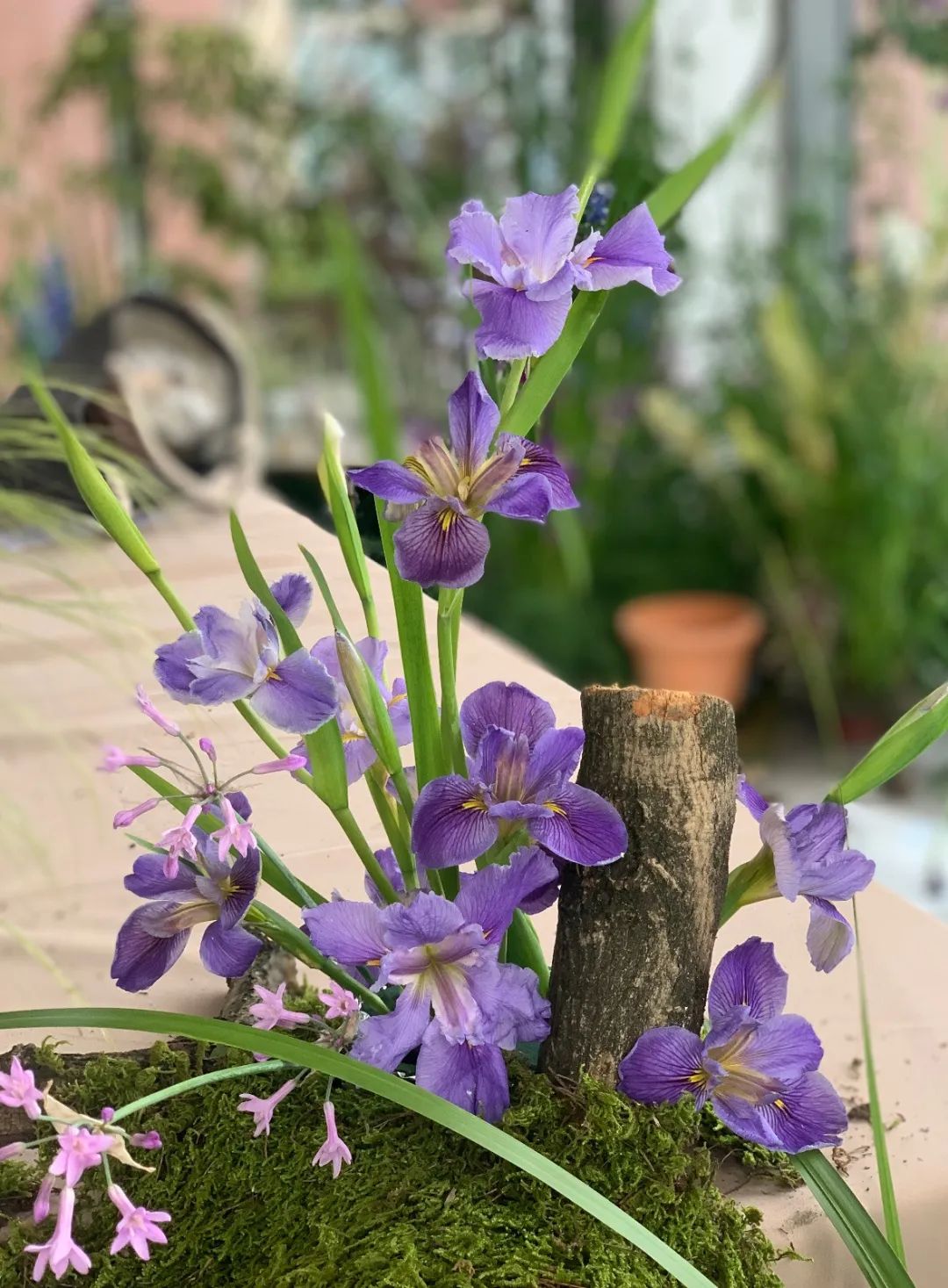 2024上海植物园花菖蒲展明日开幕