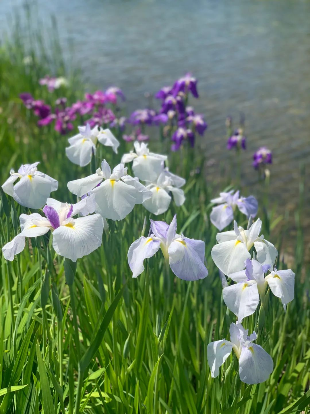 2024上海植物园花菖蒲展明日开幕