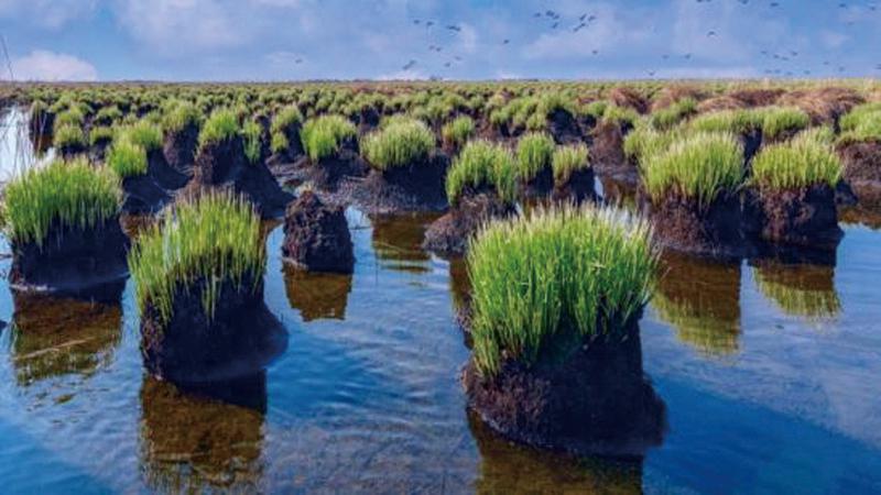 揭秘北大荒湿地神奇动植物