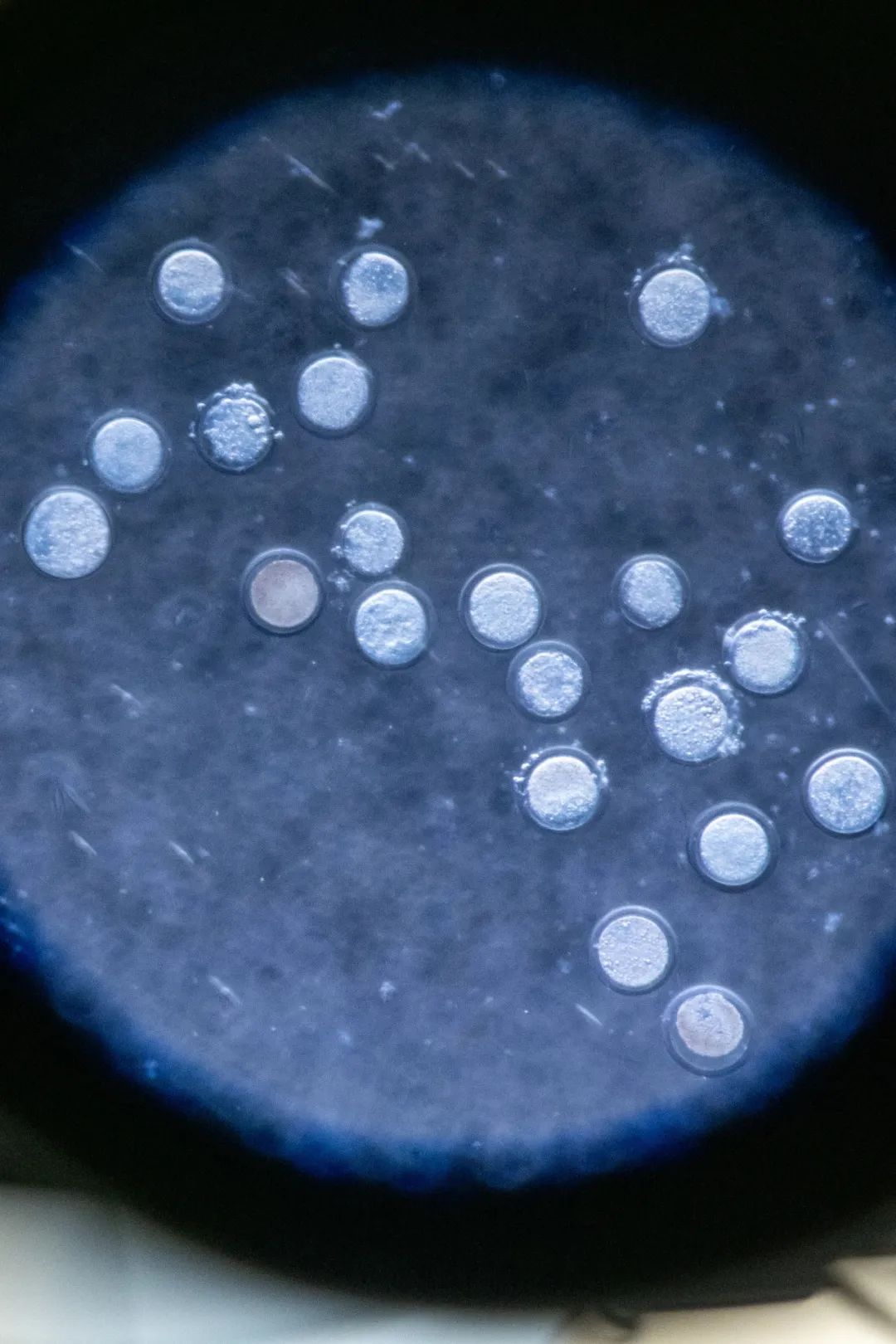 显微镜下的卵母细胞.