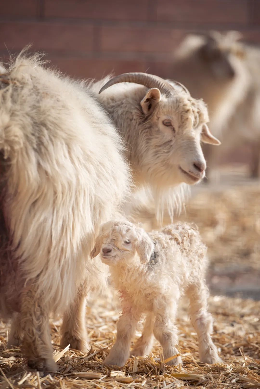 你听过新生小羊的心跳么?温暖世界的羊绒如何跃过四季