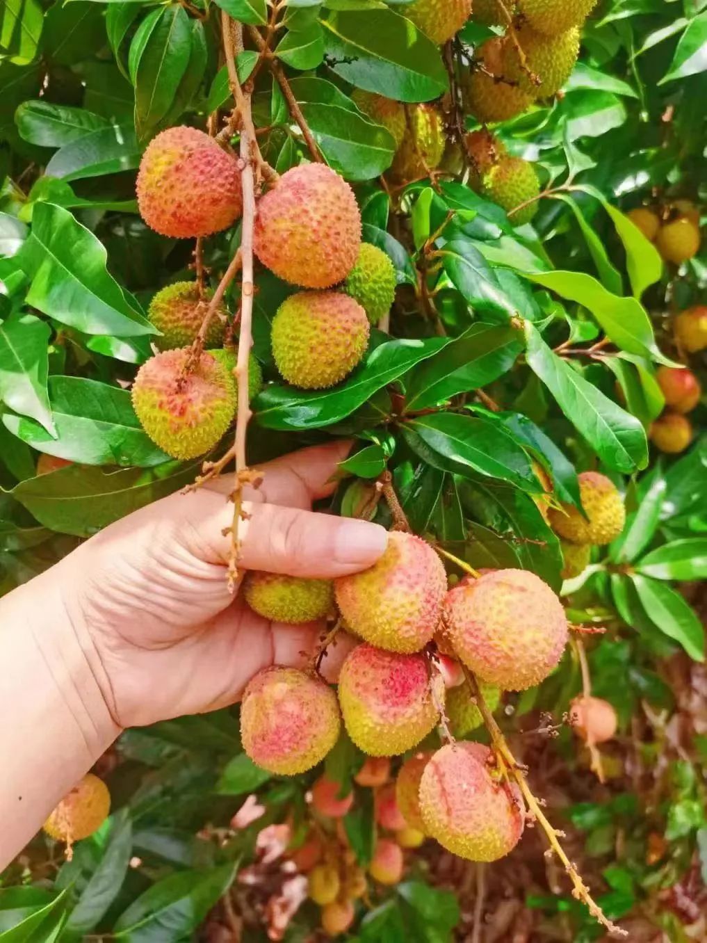 江苏耍大牌荔枝图片