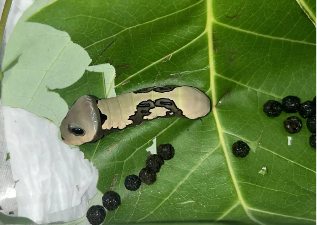 阳彩臂金龟幼虫图片图片