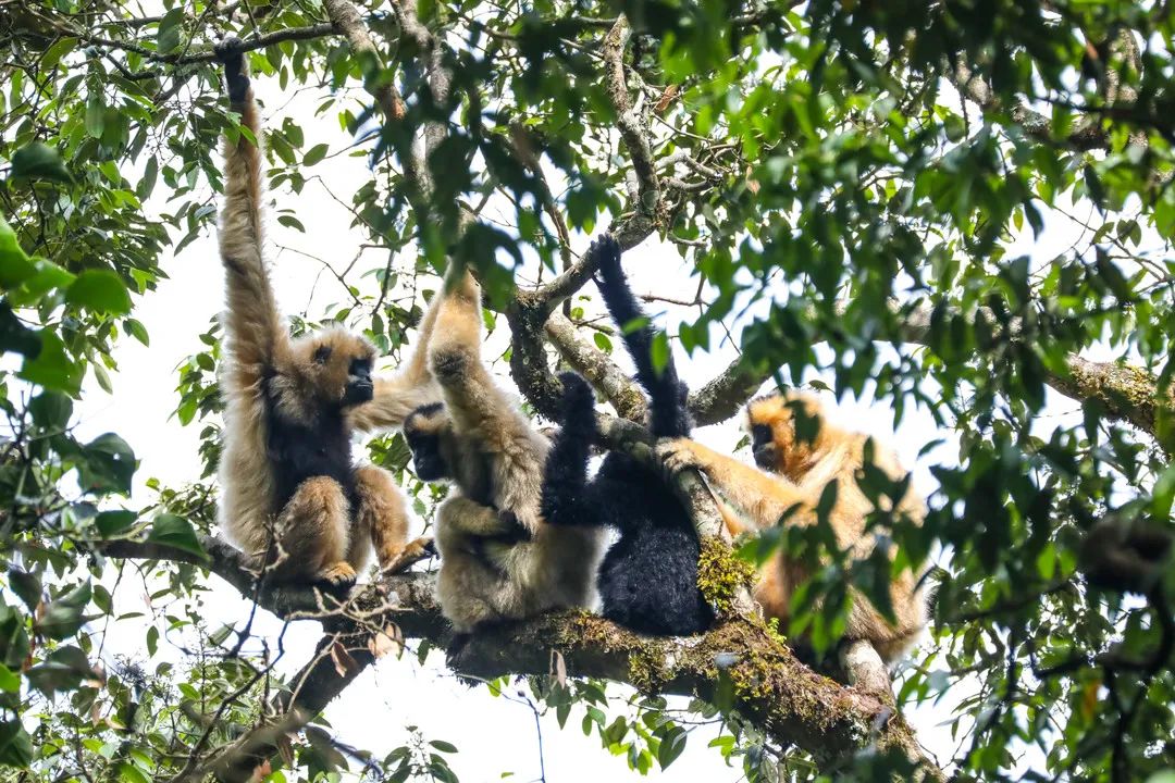 "猿"来普洱这么"猴"!