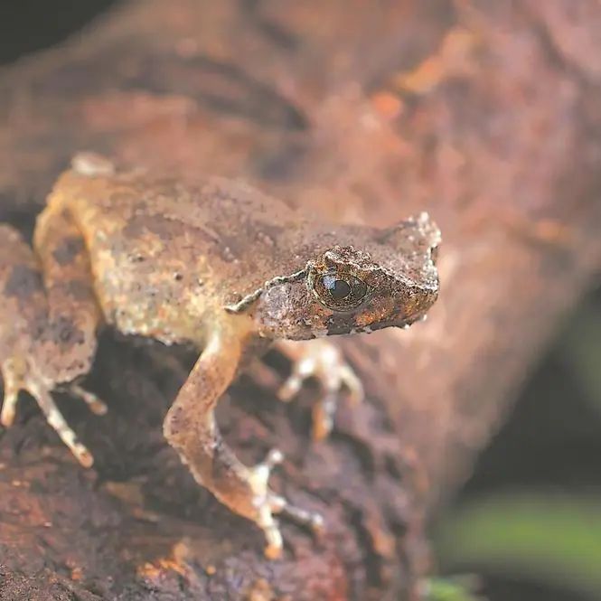 国际生物多样性日丨福建"神奇动物"知多少?一起来守护!
