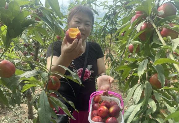 发展设施农业和露天桃园,主要栽种油桃,毛桃和蟠桃三个品种