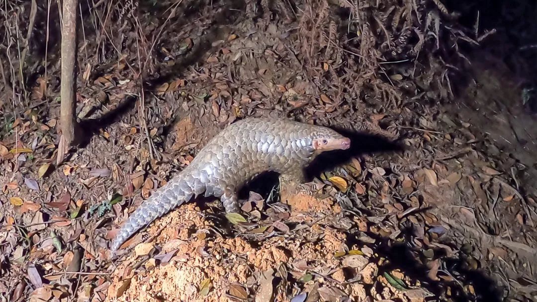 作为广东人,这些"宝"你还不认识?