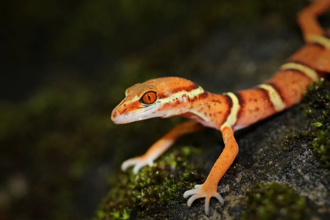 作为广东人,这些"宝"你还不认识?