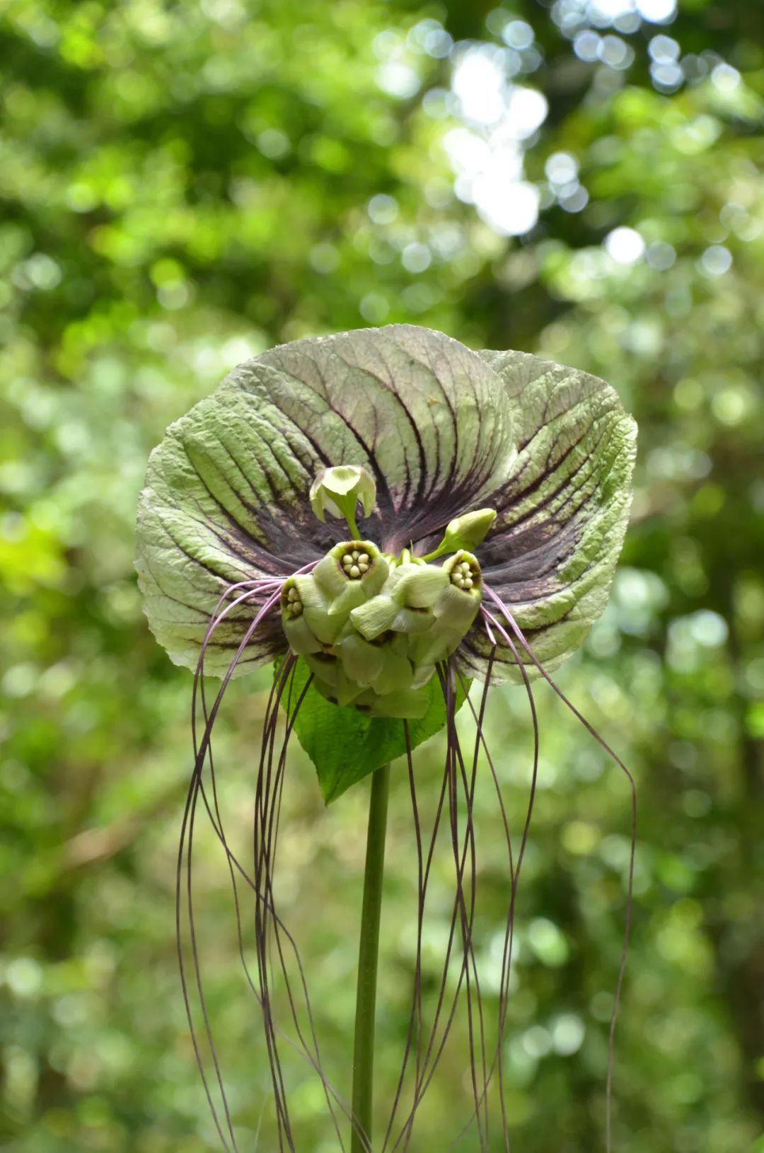 银发,头戴簪花帽的神秘少女的植物名叫:扇苞蓌(jǔ)蒻(ruò)薯(shǔ)