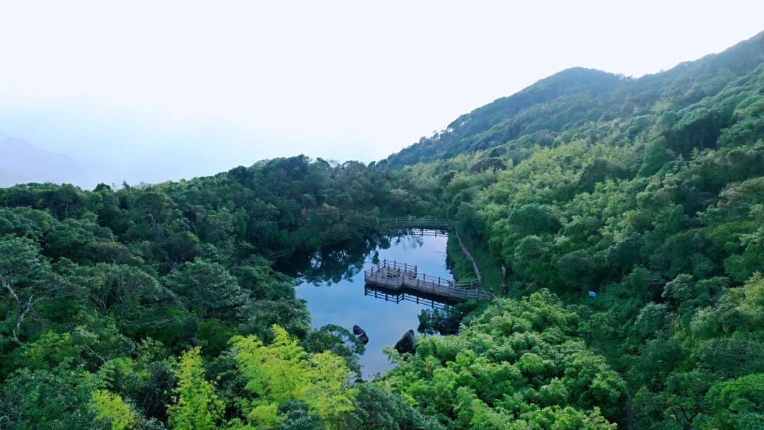 天井山国家森林公园 陈太平 摄这些有趣的生灵或娇艳,或低调或活泼,或